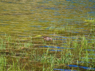 Bir yaban ördeği (Anas platyrhynchos), Fransız Pirenesi 'nde bir dağ gölü olan etang de Comte' de yaz mevsiminde suda bulunur..