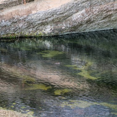 A peaceful, zen-like scene for mindfulness and meditation concepts, showing a single cinclus bird creating calming concentric circles on the wate