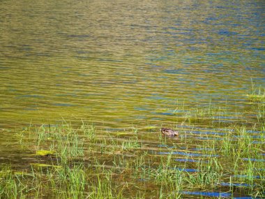 Dalgalanan yüzeyle zıtlaşan sığ sulardaki su otlarının ve zambak yastıklarının yoğun büyümesine odaklanan canlı, doğal bir arka plan..