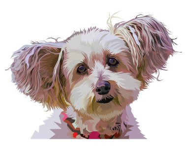 York 'lu teriyer köpek kafası pop sanat tarzında. vektör illüstrasyonu.