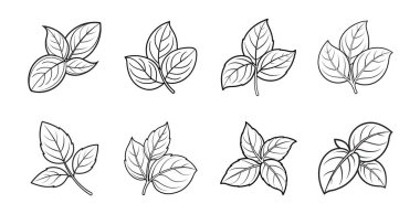 Basil Yaprakları Resim Koleksiyonu.