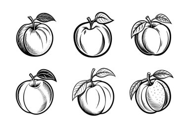 Beyaz arkaplanda Nectarine meyve vektör illüstrasyonu silueti.