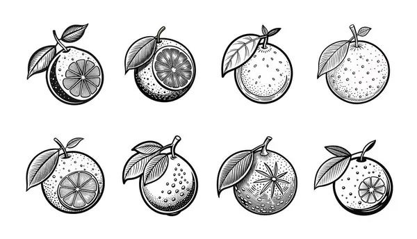 Yaprak ve Dilimlerle El Çizimi Portakallar Koleksiyonu.