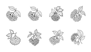 Beyaz arkaplanda Siyah Elderberry ana hatları simgesi kümesi.