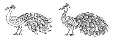 Zarif Tavuskuşu Çift El Karmaşık Tüy Ayrıntılarıyla Çizilmiş Çizim