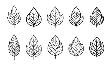 Minimalist Kadın Yaprak Özeti Koleksiyonu.