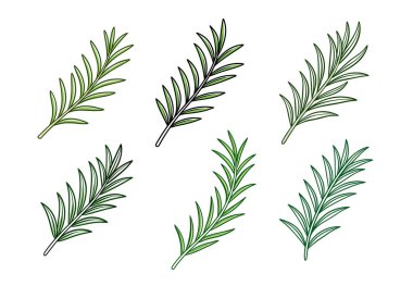 Biberiye yaprakları çizim seti