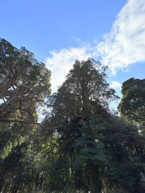 Kagoshima 'yı gören güzel şehir Japonya 2025