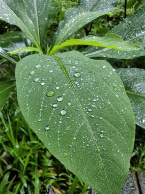 Fern yapraklarını siyah arka planda yaktı. Siyah arka planda eğreltiotu yaprağı silueti. Doğa, ormanı terk eder.