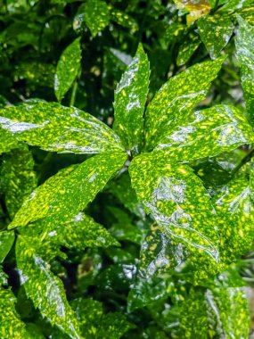 Fern yapraklarını siyah arka planda yaktı. Siyah arka planda eğreltiotu yaprağı silueti. Doğa, ormanı terk eder.