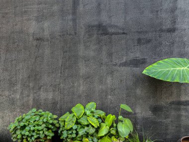 Beton duvarlı tropik yaprak yeşili. Uzayı kopyala Yaprakların yemyeşil