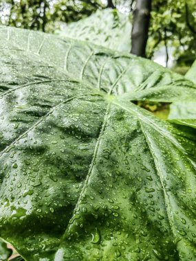 Karanlık arka planda yağmur sonrası yağmur damlaları olan yeşil yaprakların kasvetli bir fotoğrafı. Ormandaki yağmurlu günde yeşil yaprak yumuşak gün ışığıyla aydınlatılır..