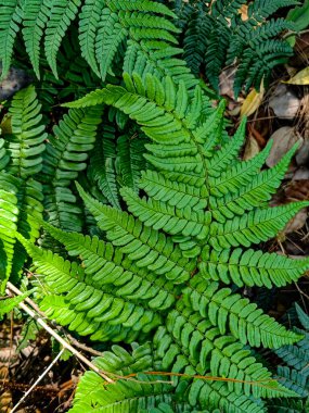 Eğreltiotu arka planı, yaz ormanı, bitki örtüsü. Yeşil yapraklar dikey bahçe süslemesi gibi tazedir..