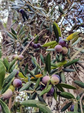 Portekiz 'de zeytin dalı uzatıyorum. Portekiz 'in güneyinde zeytin dalı.