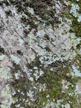 Yosun ve diğer yeşil bitki örtüsüyle doğanın kusursuz arkaplanı.