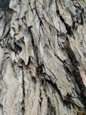 Yosun ve diğer yeşil bitki örtüsüyle doğanın kusursuz arkaplanı.