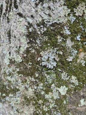 Yosun ve diğer yeşil bitki örtüsüyle doğanın kusursuz arkaplanı.