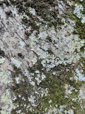 Yosun ve diğer yeşil bitki örtüsüyle doğanın kusursuz arkaplanı.