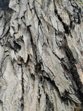 Yosun ve diğer yeşil bitki örtüsüyle doğanın kusursuz arkaplanı.