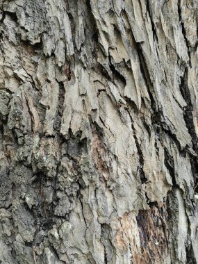 Yosun ve diğer yeşil bitki örtüsüyle doğanın kusursuz arkaplanı.