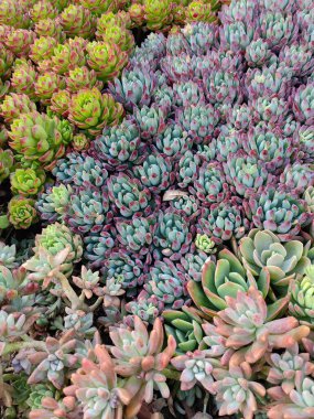 Çiçek arka planında minyatür sulu bitkiler. Arka plan olarak çok güzel sulu bitkiler, üst manzara. Pankart tasarımı