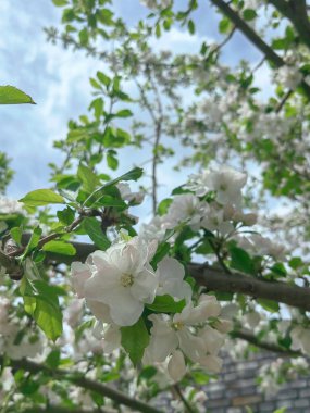 İlkbaharda çiçek açan bir kiraz ağacının üzerinde..