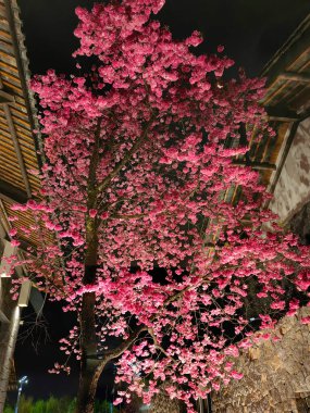 Mavi gökyüzünün altındaki ağaçta pembe kiraz çiçeklerinin güzel kiraz çiçeklerinin seçici odak noktası, parktaki bahar mevsiminde güzel kiraz çiçekleri, çiçek desenli çiçek deseni, doğa çiçekli arka plan..