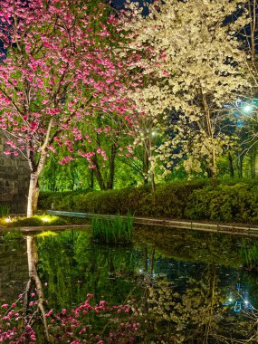 Mavi gökyüzünün altındaki ağaçta pembe kiraz çiçeklerinin güzel kiraz çiçeklerinin seçici odak noktası, parktaki bahar mevsiminde güzel kiraz çiçekleri, çiçek desenli çiçek deseni, doğa çiçekli arka plan..