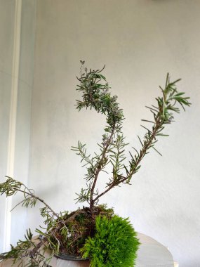 Dekorasyon için arka plan olarak bitki ve çiçek seti.