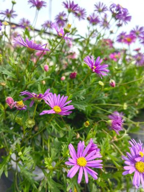 Renkli papatya çiçekleri gün batımı ışıklarında çayırda. Rüzgarda sallanan beyaz papatyalar. Konsept: doğa, çiçekler, ilkbahar, biyoloji, fauna, çevre, ekosistem