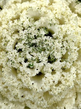 Karışık renkli brokoli ve karnabahar başları bahçe dekorasyonu için bitki olarak kullanılıyor.