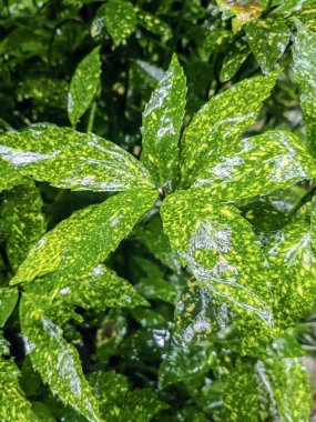 Fern yapraklarını siyah arka planda yaktı. Siyah arka planda eğreltiotu yaprağı silueti. Doğa, ormanı terk eder.