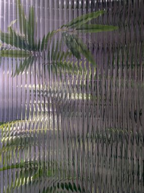 Sisteki buzlu camın arkasındaki tropikal bambu ağaçları. Yeşil bitkilerin dekorasyonu, arka plan. Şey... Doğal egzotik tasarım..