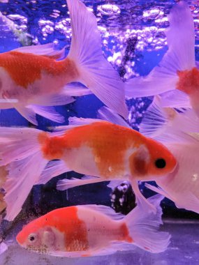 Dijital kullanım veya ekran kağıdı için renkli ve güzel tropikal balık havuzu seti.