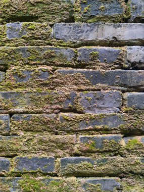 Yosun kaplı eski tuğla duvarlar. Yeşil yosunlarla kaplı eski tuğla duvarlar. Kırmızı tuğla duvarın arka plan dokusu yosunla kaplı. Yeşil yosunlarla kaplı ıslak tuğla duvar