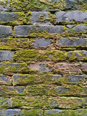 Yosun kaplı eski tuğla duvarlar. Yeşil yosunlarla kaplı eski tuğla duvarlar. Kırmızı tuğla duvarın arka plan dokusu yosunla kaplı. Yeşil yosunlarla kaplı ıslak tuğla duvar