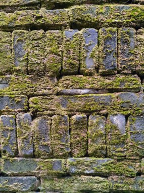 Yosun kaplı eski tuğla duvarlar. Yeşil yosunlarla kaplı eski tuğla duvarlar. Kırmızı tuğla duvarın arka plan dokusu yosunla kaplı. Yeşil yosunlarla kaplı ıslak tuğla duvar