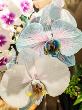 Özet, Güzellik, Doğadaki Güzellik, Çiçek, Botanik. Mor orkide çiçeği bulanık arkaplanı kapat