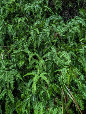 Soyut yeşil bahçe arka planı. Yürüyüş manzarası dikey bitki örtüsü arkaplanı.