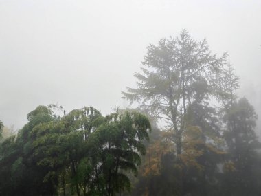 Sisli ormanın içindeki peri masalı manzarasında yol. Kasvetli ormanlık alandaki siluet ağaçları. Gizemli ormanlık