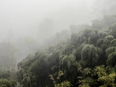 Sisli ormanın içindeki peri masalı manzarasında yol. Kasvetli ormanlık alandaki siluet ağaçları. Gizemli ormanlık