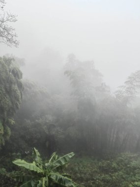 Sisli ormanın içindeki peri masalı manzarasında yol. Kasvetli ormanlık alandaki siluet ağaçları. Gizemli ormanlık