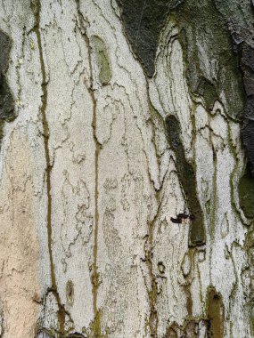 Ağaç kabuğu dokusu arkaplanı dijital kullanım veya sunum için kapat.