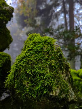 Bitkilerin ve bitkilerin arka planı, ormandaki yağmurlu bir günde yosun dolu kayalar..