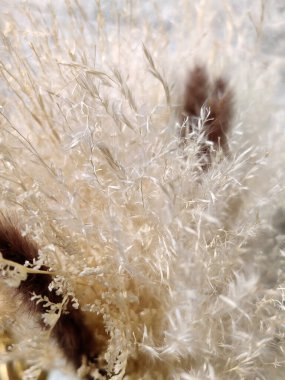 Renkli dekoratif dehidrat seti arka plan olarak kavanozdaki kuru çiçekleri kurutur.