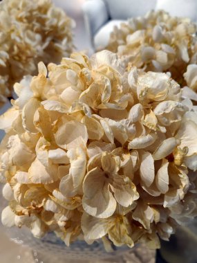 Kurumuş çiçek arka planı. Kurutulmuş çiçekleri güzel bir bukete yerleştiriyor. Kurumuş çiçeklerle ev dekorasyonu oluşturuluyor