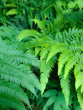 Yerli bitkisinin koyu yeşil yaprakları tropikal orman bitkisi her zaman yeşil asmalar, siyah arka planda doğa yaprağı çerçevesi.