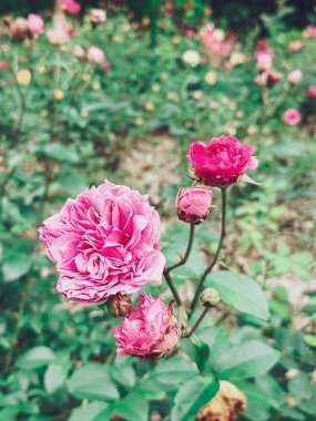 Arka planda güzel kırmızı ya da pembe çiçekler var, taç yapraklarında güçlü pembe..