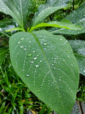 Fern yapraklarını siyah arka planda yaktı. Siyah arka planda eğreltiotu yaprağı silueti. Doğa, ormanı terk eder.