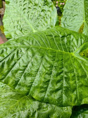 Karanlık arka planda yağmur sonrası yağmur damlaları olan yeşil yaprakların kasvetli bir fotoğrafı. Ormandaki yağmurlu günde yeşil yaprak yumuşak gün ışığıyla aydınlatılır..
